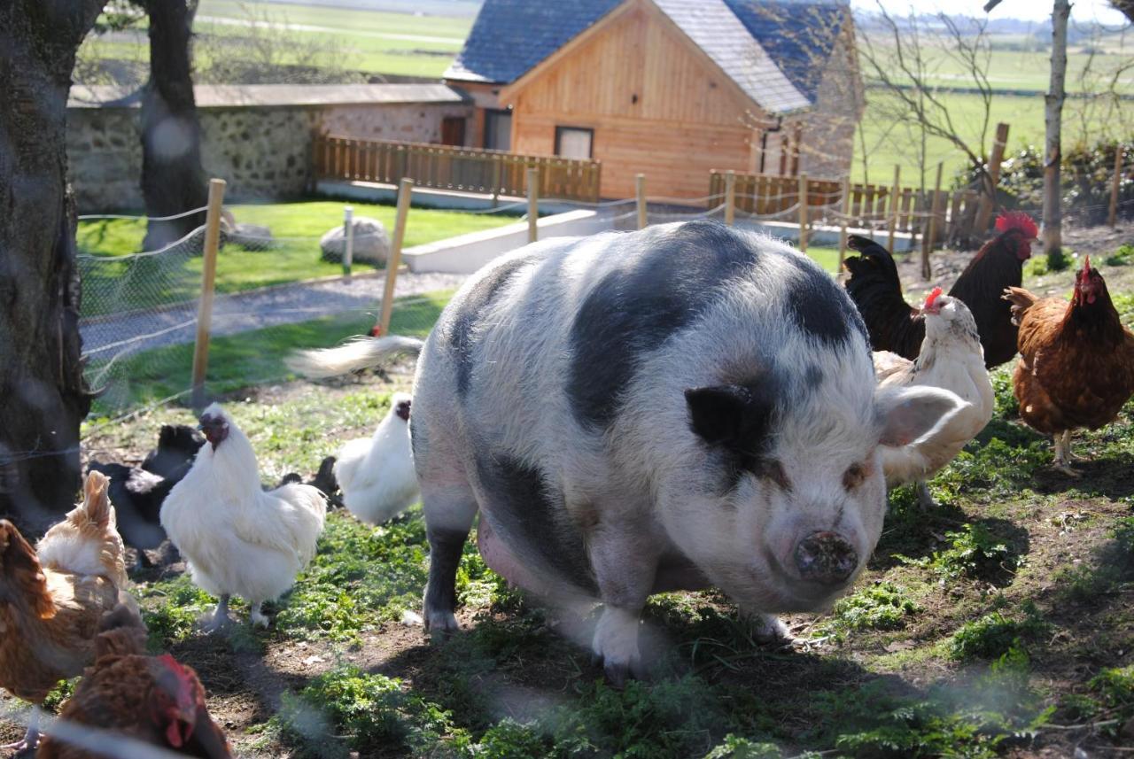 Отель Delny Glamping And Farm Animals Инвергордон Экстерьер фото