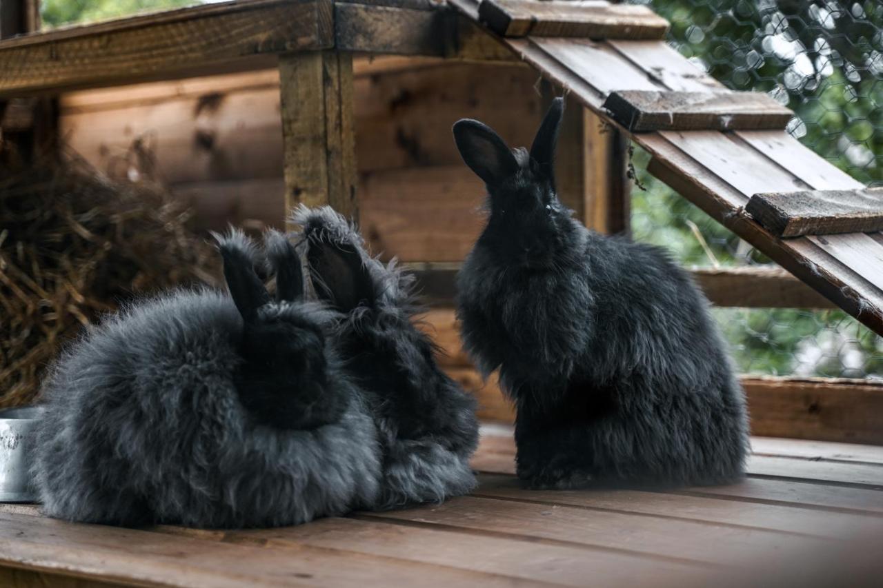 Отель Delny Glamping And Farm Animals Инвергордон Экстерьер фото