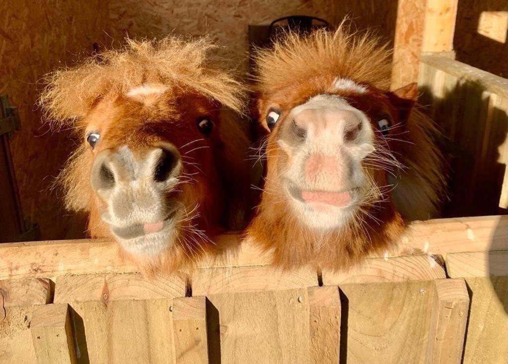 Отель Delny Glamping And Farm Animals Инвергордон Экстерьер фото